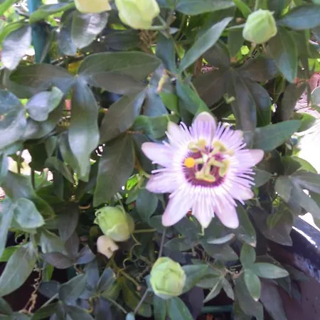 Bed & Breakfast Oltremare - Villino Diana *